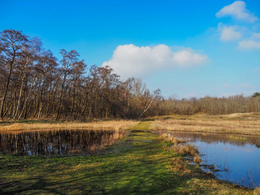 Nederlands ecosystemen en het belang van natuurherstel voor de biodiversiteit