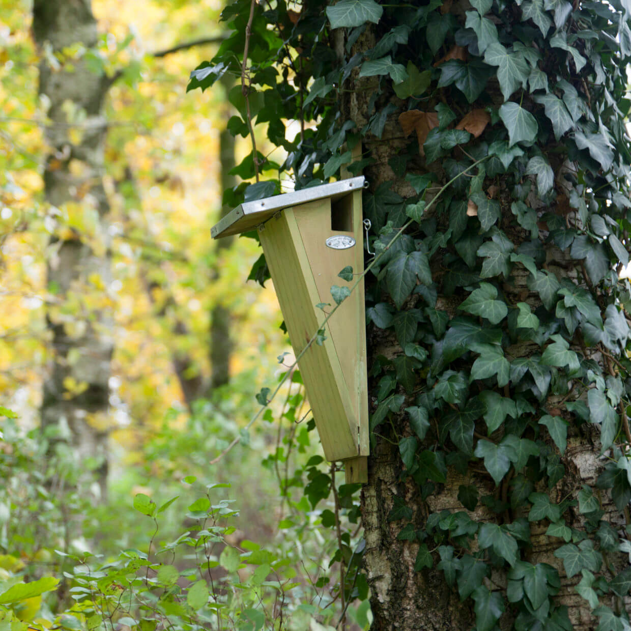 Nestkast boomkruiper