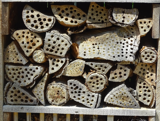 De zin en onzin van insectenhotels