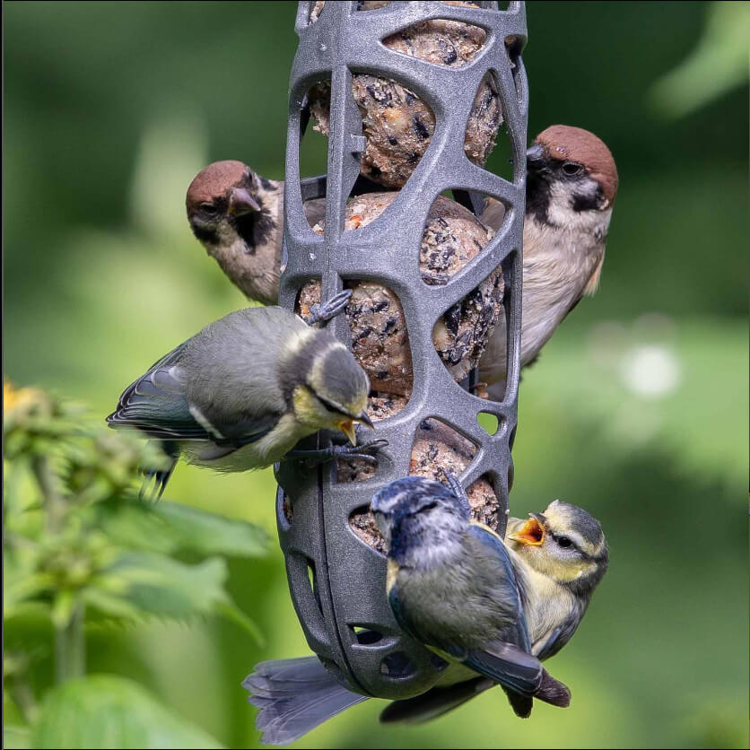 Vogel met rode kop hangt op de kop en eet een suet ball